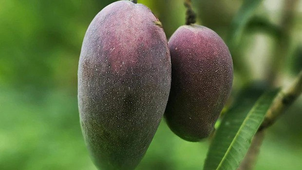 ইরান-ইসরায়েল মধ্যস্থতায় কাতার